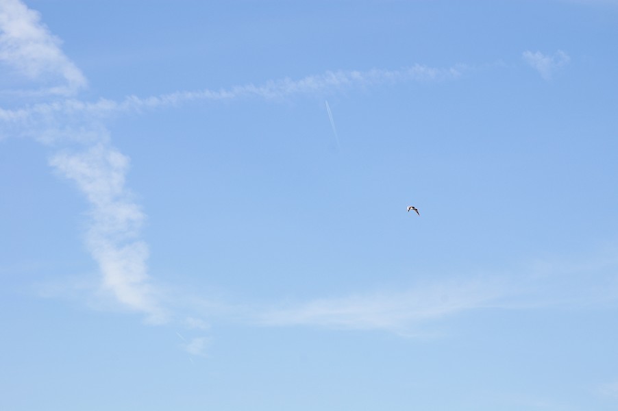 Les Oiseaux: Ecluse d evry 141